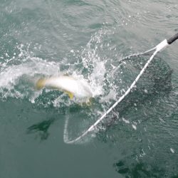 松鶴丸 釣果