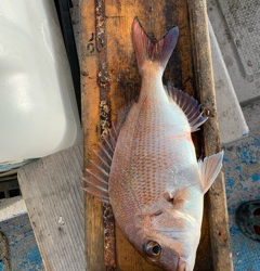 幸吉丸 釣果