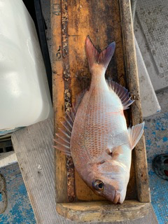 幸吉丸 釣果