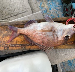 幸吉丸 釣果