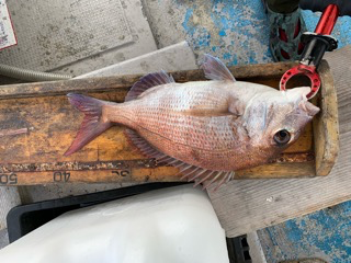 幸吉丸 釣果