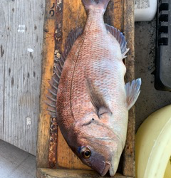 幸吉丸 釣果