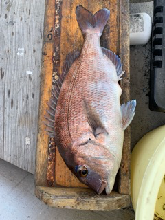 幸吉丸 釣果