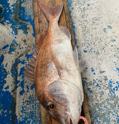 幸吉丸 釣果