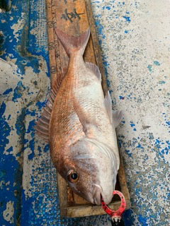 幸吉丸 釣果