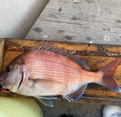 幸吉丸 釣果