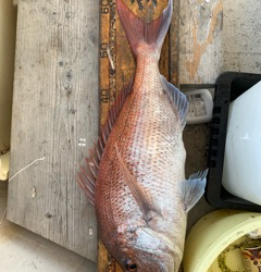 幸吉丸 釣果