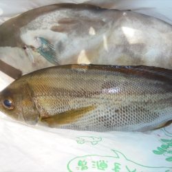 ＨＡＲＵＫＡ丸　はるかまる 釣果