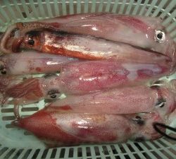 兼六丸 釣果