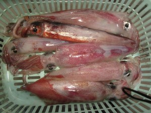 兼六丸 釣果