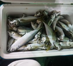 恵陽丸 釣果