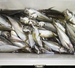 恵陽丸 釣果