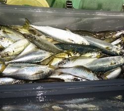 恵陽丸 釣果