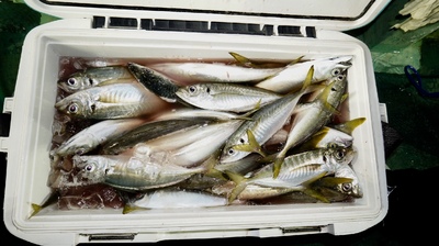 恵陽丸 釣果