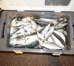 恵陽丸 釣果