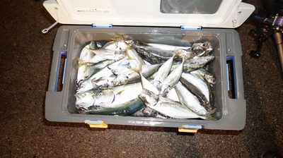 恵陽丸 釣果