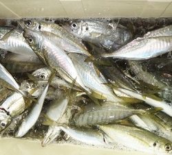 恵陽丸 釣果