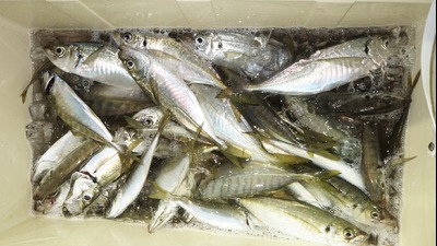 恵陽丸 釣果