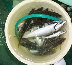 恵陽丸 釣果