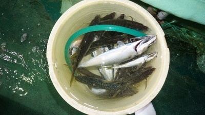 恵陽丸 釣果