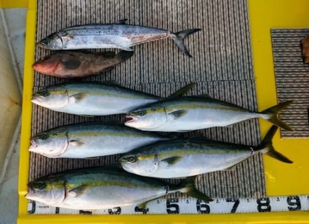 火遠理丸（ほおりまる） 釣果