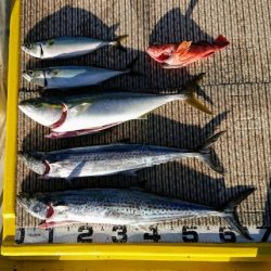 火遠理丸（ほおりまる） 釣果