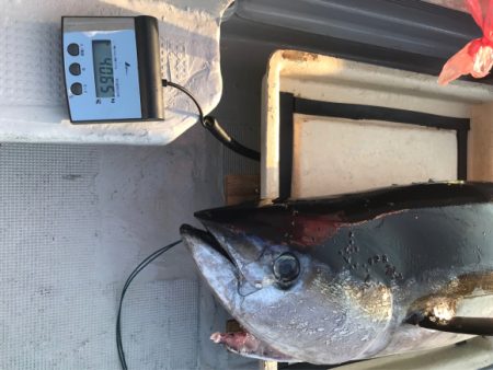 まると屋 釣果