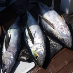 小海途 釣果