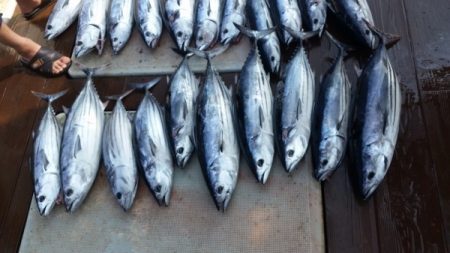 小海途 釣果