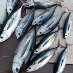 小海途 釣果