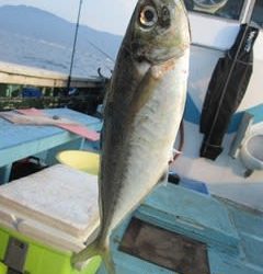 松福丸 釣果