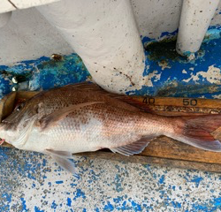 幸吉丸 釣果