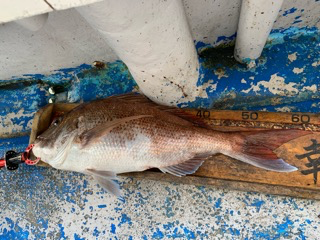 幸吉丸 釣果