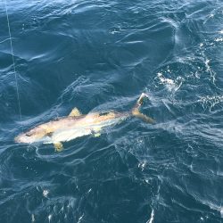 松鶴丸 釣果