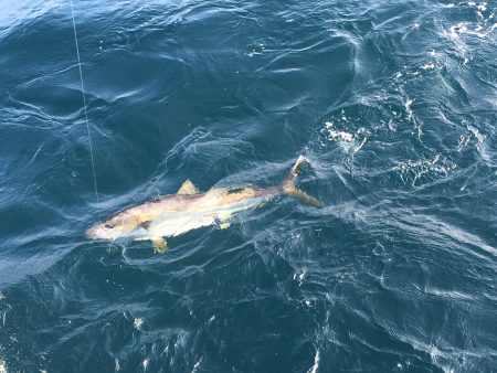 松鶴丸 釣果