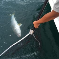 松鶴丸 釣果