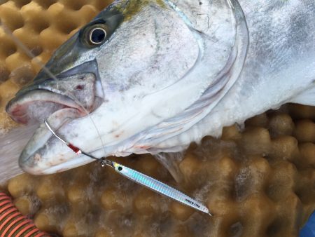 松鶴丸 釣果