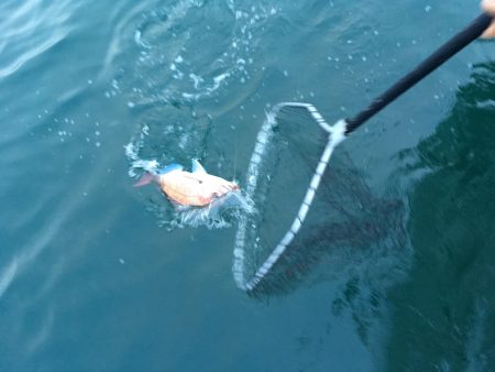 松鶴丸 釣果