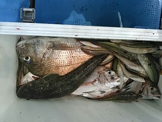 フィッシングガイド りょう 釣果