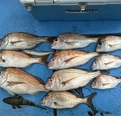 フィッシングガイド りょう 釣果