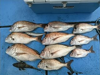 フィッシングガイド りょう 釣果