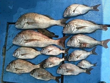 フィッシングガイド りょう 釣果