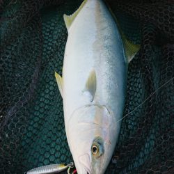 鷹王丸 釣果