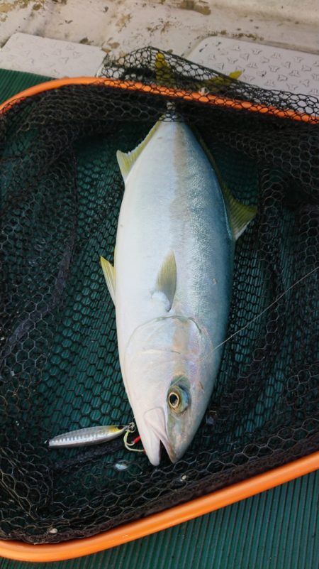 鷹王丸 釣果