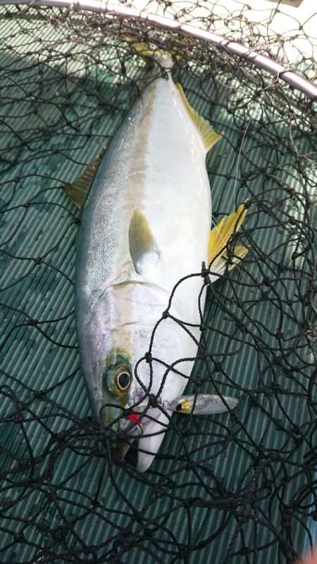 鷹王丸 釣果