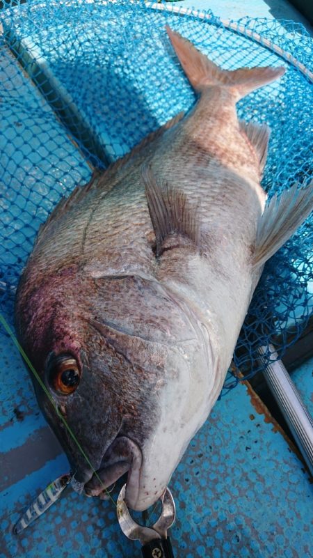 シースナイパー海龍 釣果