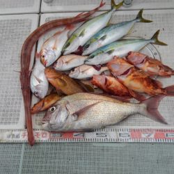 チャモロ 釣果