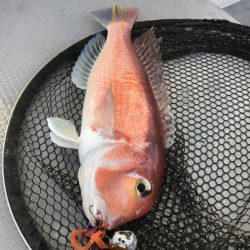 だて丸 釣果