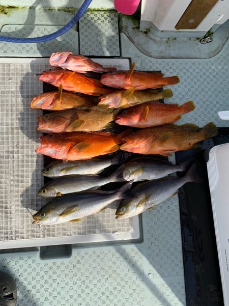 さくら丸 釣果