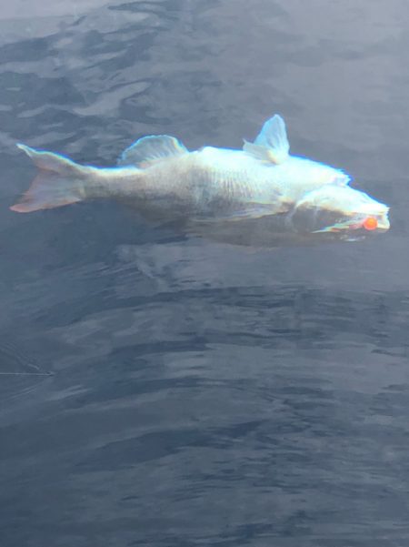 あみや渡船 JIGBOY 釣果